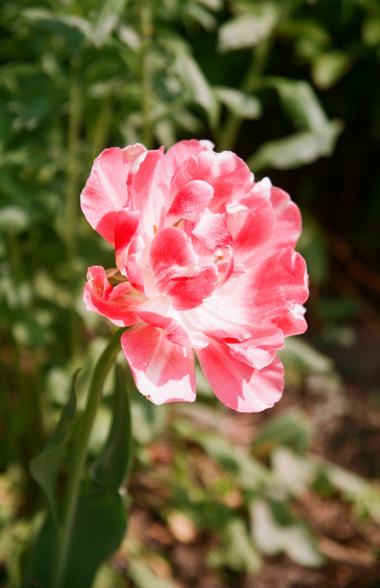 Pink Bloom, 2023