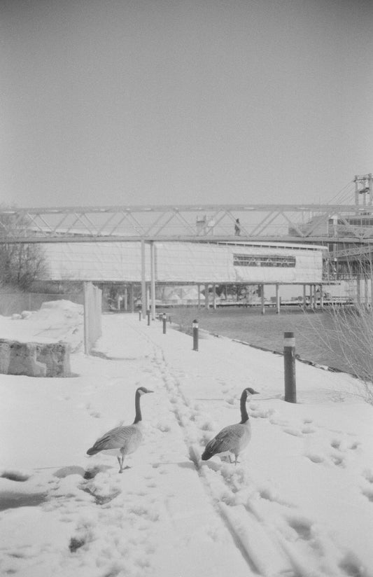 Goose Date, 2023