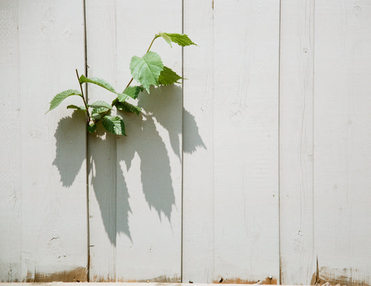 Shadow Vine, 2023